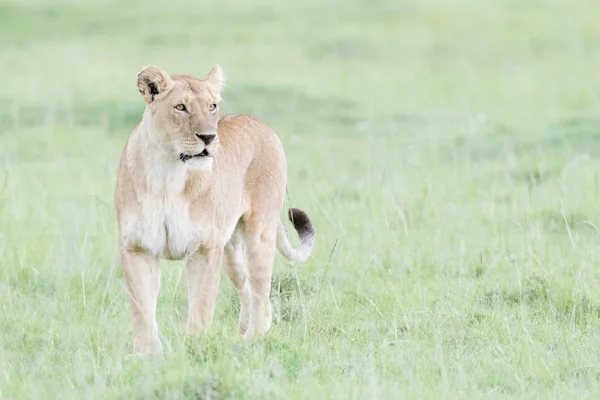 Lioness Panthera Leo Standing Savannah Masai Mara Kenya — Stock Photo, Image