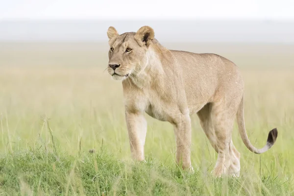 León Panthera Leo Pie Savannah Masai Mara Kenia — Foto de Stock