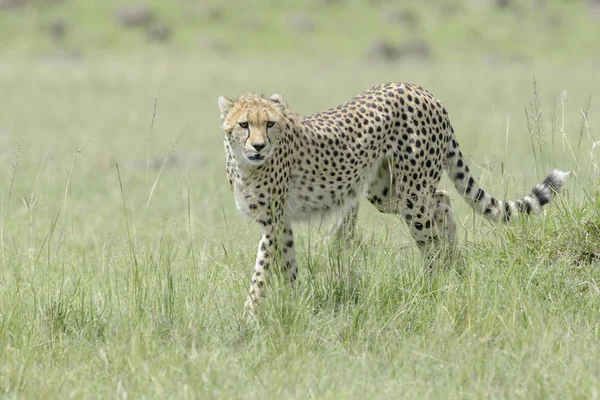 Cheetah Acinonix Jubatus Lopen Savanne Masai Mara Kenia — Stockfoto