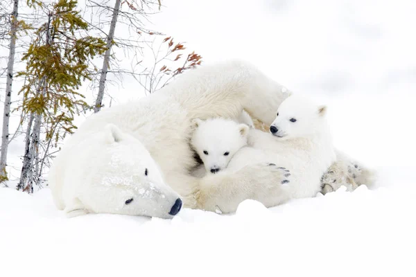 Polar Bear Mother Ursus Maritimus Two Cubs Wapusk National Park — Stock Photo, Image