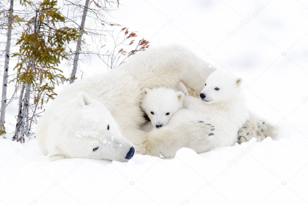 Polar bear mother (Ursus maritimus) with two cubs, Wapusk National Park, Manitoba, Canada