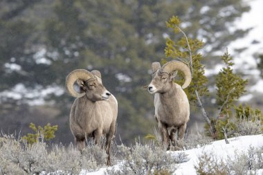 İki Bighorn koyun (Ovis canadensis) Erkek, ram, karda duran, Yellowstone Milli Parkı, Wyoming Montana, ABD.