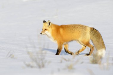 Amerikan Kızıl Tilki (Vulpes vulpes fulva) Yetişkin, kar, Yellowstone N P, Wyoming, ABD yürüyüş.