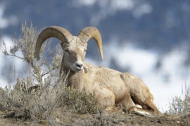 Bighorn koyun (Ovis canadensis) Erkek, ram Yellowstone Milli Parkı, Wyoming Montana, ABD, yalan,.
