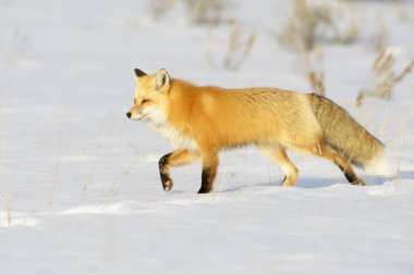 Amerikan Kızıl Tilki (Vulpes vulpes fulva) Yetişkin, kar, Yellowstone N P, Wyoming, ABD yürüyüş.