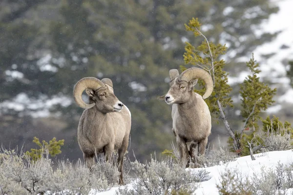 Два Овцы Bighorn Ovis Canfensis Самец Баран Стоящий Снегу Национальный — стоковое фото