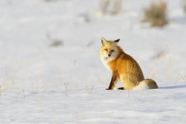 American Red Fox Vulpes Vulpes Fulva Adult Sitting Snow Looking — Foto de Stock