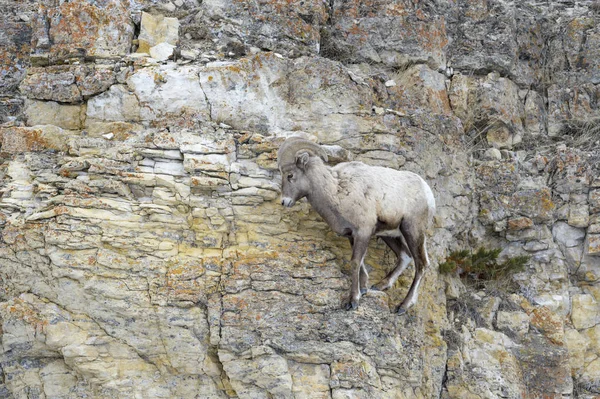 Bighorn Sheep Ovis Canadensis Macho Carnero Pie Acantilado Parque Nacional —  Fotos de Stock