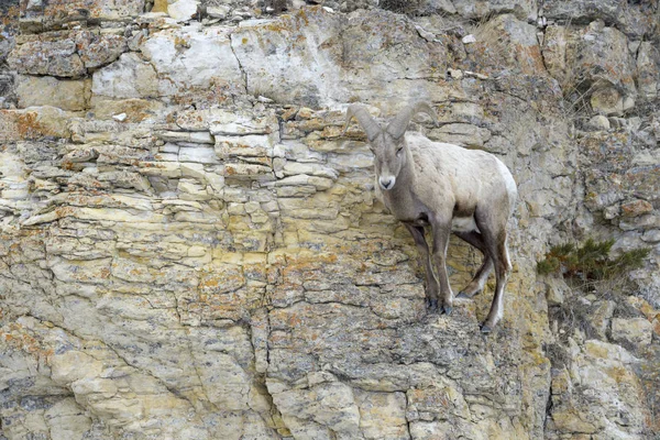 Bighorn Sheep Ovis Canadensis Maschio Ariete Piedi Sulla Scogliera Parco — Foto Stock