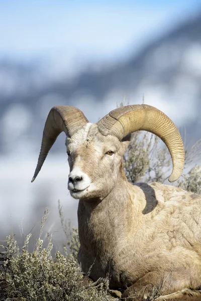 Bighorn Koyun Ovis Canadensis Erkek Ram Portre Yellowstone Milli Parkı — Stok fotoğraf