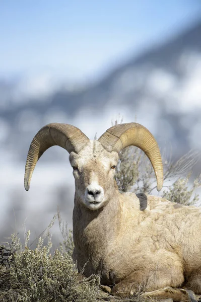 Овцы Bighorn Ovis Canfensis Самец Баран Портрет Взгляд Камеру Национальный — стоковое фото