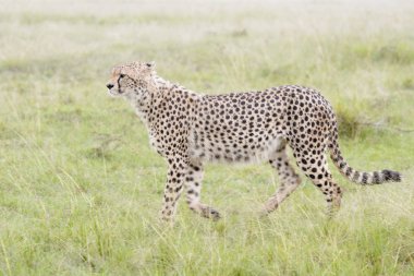 Çita (Acinonix jubatus) savana, Masai Mara, Kenya üzerinde yürüme