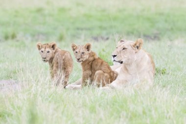 Savannah ile iki küçük yavrularını, Masai Mara, Kenya uzanarak dişi aslan (Panthera leo)