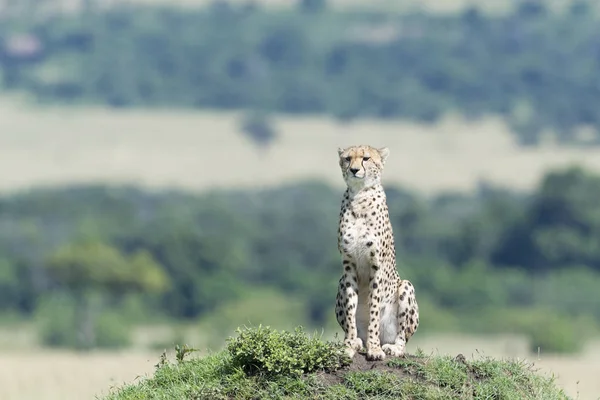 Cheetah Acinonix Jubatus Zit Termietenheuvel Kijkt Uit Savanne Masai Mara — Stockfoto