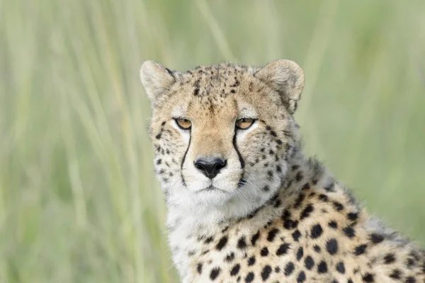 Gepárd Acinonix Jubatus Portré Közelről Masai Mara Kenya — Stock Fotó