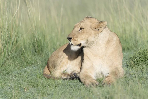 Löwin Panthera Leo Auf Savanne Masai Mara Kenia Liegend — Stockfoto
