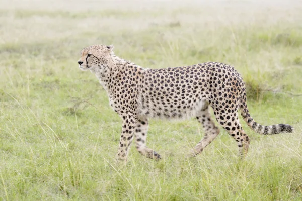 Cheetah Acinonix Jubatus Walking Savanna Masai Mara Kenya — Stock Photo, Image