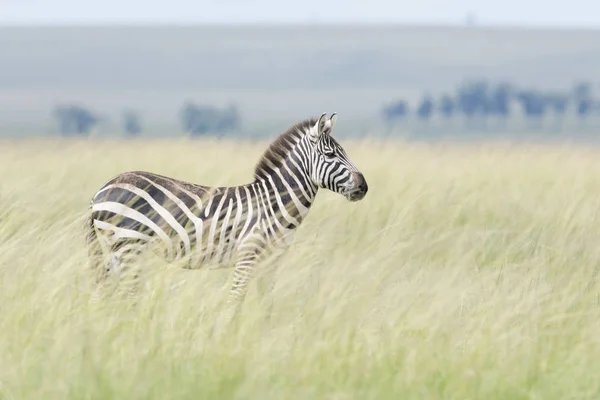 Równiny Zebry Equus Quagga Stojąc Sawannie Masai Mara Kenia — Zdjęcie stockowe