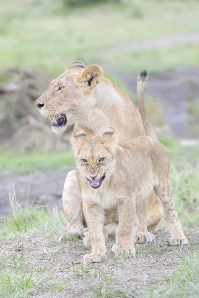 Jovem Filhote Leão Panthera Leo Jogando Reserva Nacional Masai Mara — Fotografia de Stock