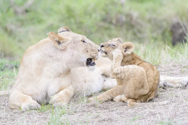 Lioness Panthera Leo Lying Savannah Small Cub Masai Mara Kenya — Stock Photo, Image