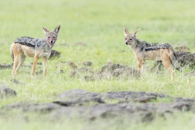 İki siyah çakal (Canis mesomelas) ayakta savana, Masai Mara Ulusal Rezerv, Kenya üzerinde yedeklenir.