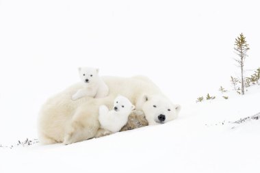 Kutup ayısı anne (Ursus maritimus) iki yeni doğan yavrular, Wapusk Milli Parkı, Manitoba, Kanada ile oynamak