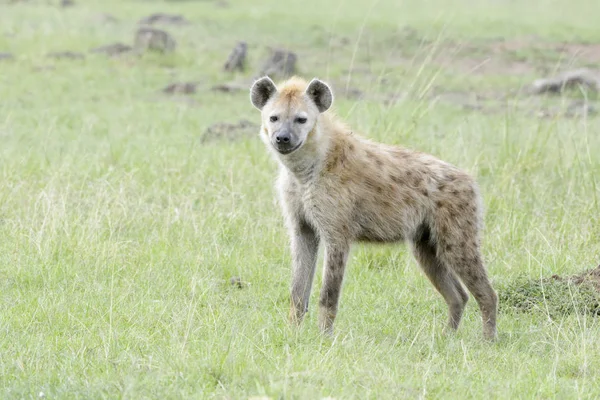 Spotted Hiena Crocuta Crocuta Sawannie Patrząc Kamery Narodowy Masai Mara — Zdjęcie stockowe
