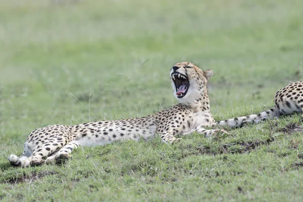 Gepárd Acinonix Jubatus Fekve Ásítás Masai Mara Kenya — Stock Fotó
