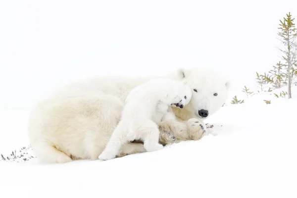 Eisbärenmutter Ursus Maritimus Beim Spielen Mit Zwei Neugeborenen Jungen Wapusk — Stockfoto