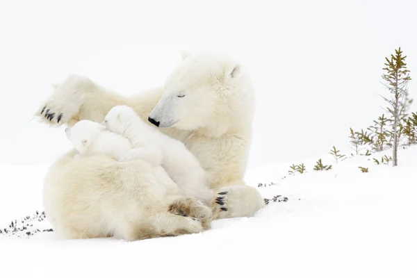 Мать Белого Медведя Ursus Maritimus Играет Двумя Новорожденными Детенышами Национальный — стоковое фото