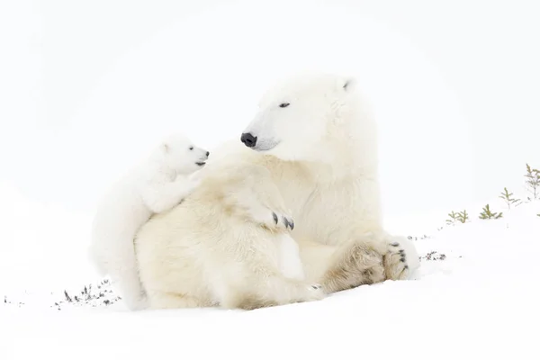 Mãe Urso Polar Ursus Maritimus Brincando Com Dois Filhotes Recém — Fotografia de Stock