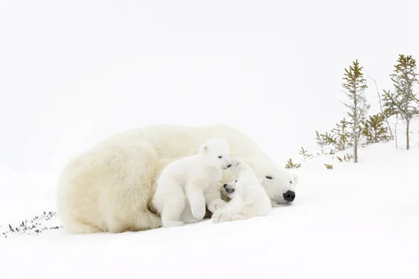 Madre Oso Polar Ursus Maritimus Jugando Con Dos Cachorros Recién — Foto de Stock