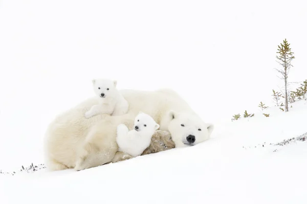 Madre Oso Polar Ursus Maritimus Jugando Con Dos Cachorros Recién — Foto de Stock