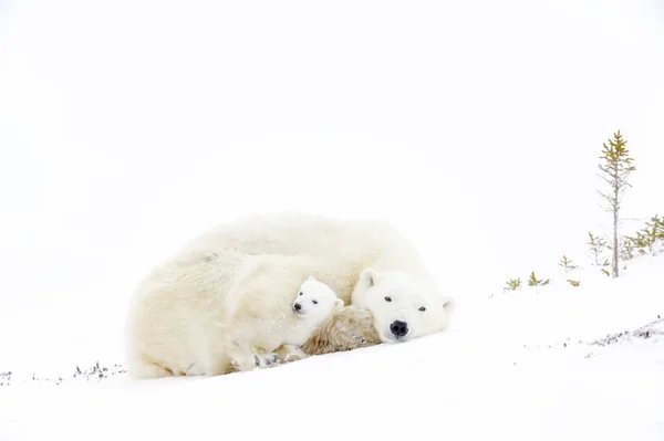 Matka Lední Medvěd Ursus Maritimus Spaní Tundry Nově Narozené Mládě — Stock fotografie