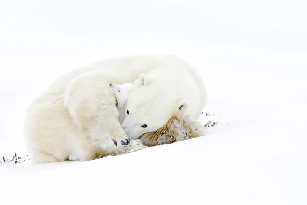 Mãe Urso Polar Ursus Maritimus Dormindo Tundra Com Recém Nascido — Fotografia de Stock