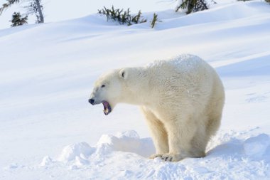 Kutup ayısı (Ursus maritimus) anne yanında taze ayakta den, Wapusk Milli Parkı, Kanada açıldı.