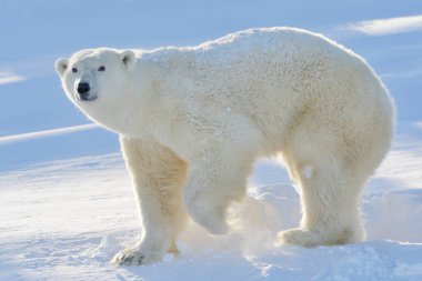 Kutup ayısı (Ursus maritimus) anne evde taze açılan, aydınlatmalı, Wapusk Milli Parkı, Kanada daimi.