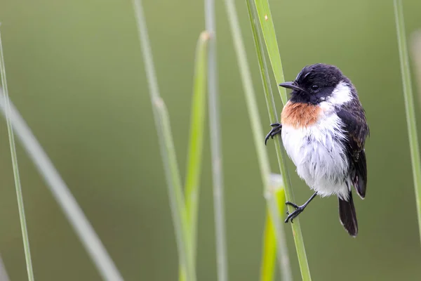 Общие Stonechat Saxicola Torquata Сидел Тростнике Вулканы Национального Парка Горы — стоковое фото