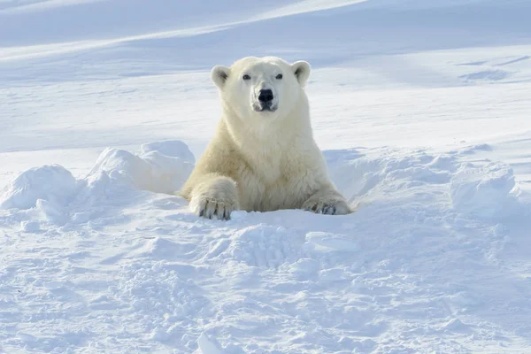 Polar Bear Ursus Maritimus Mother Looking Out Freshly Opened Den — Stock Photo, Image