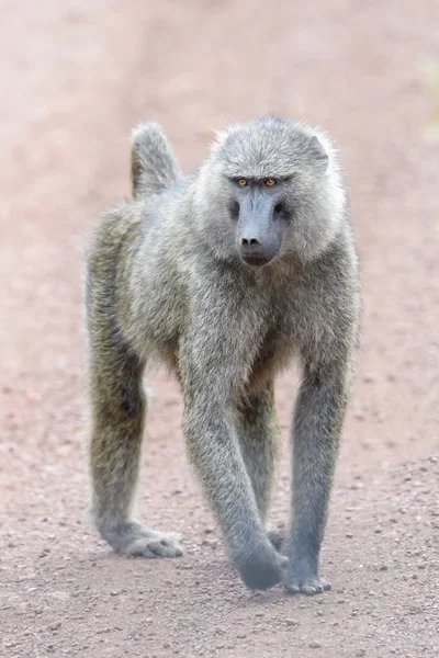 Zeytin Maymun Papio Cynocephalus Anubis Zemin Akagera Milli Parkı Ruanda — Stok fotoğraf