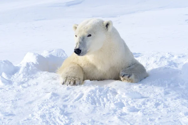 Orso Polare Ursus Maritimus Madre Che Esce Dalla Tana Appena — Foto Stock
