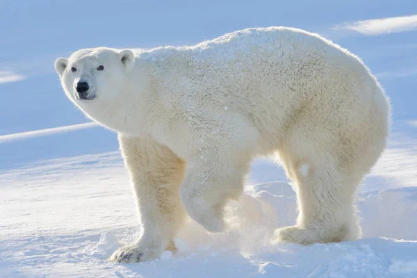 Polar Bear Ursus Maritimus Mother Standing Freshly Opened Den Backlight — Stock Photo, Image