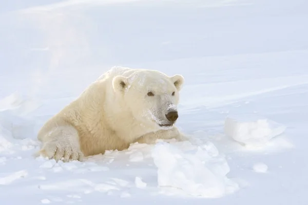 Orso Polare Ursus Maritimus Madre Affacciata Sulla Tana Appena Aperta — Foto Stock