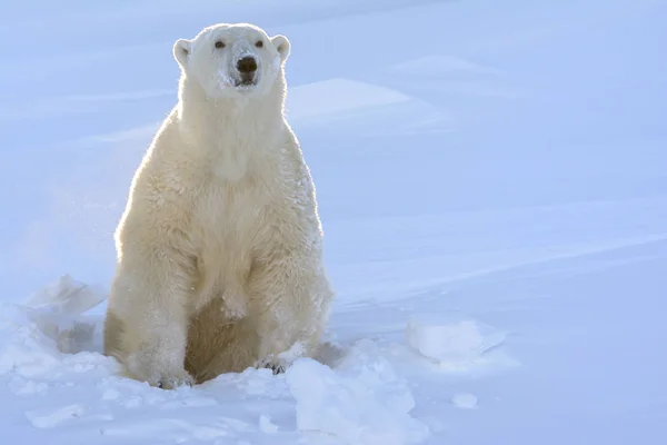 Eisbärenmutter Ursus Maritimus Kommt Frisch Geöffnete Höhle Mit Gegenlicht Wapusk — Stockfoto