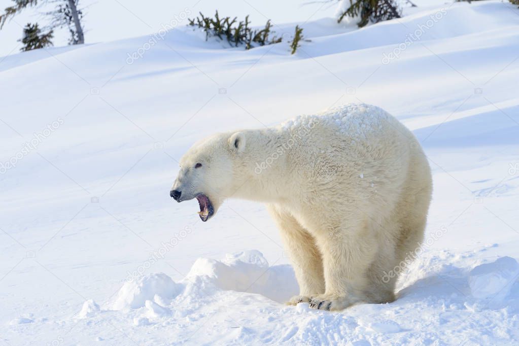 Polar bear (Ursus maritimus) mother standing next to freshly opened den, Wapusk national park, Canada.