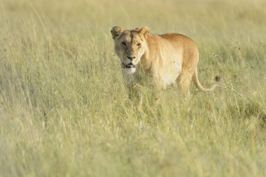 Savannah, Masai Mara, Kenya'da yürüyen dişi aslan (Panthera leo)