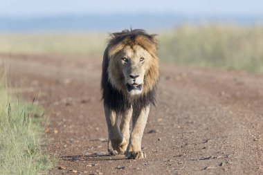 Erkek aslan (Panthera leo) savana, Masai Mara, Kenya'da yürüyüş.