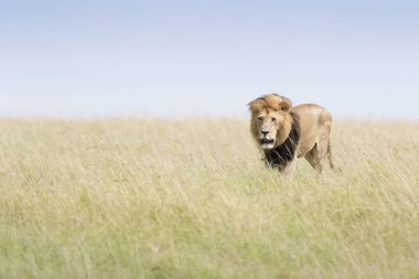 Erkek aslan (Panthera leo) savana, Masai Mara, Kenya'da yürüyüş.