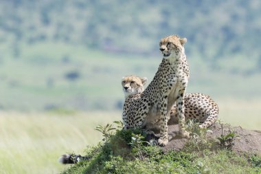 İki Çita (Acinonix jubatus) savana, Masai Mara, Kenya seyir termit tepenin üzerinde oturan