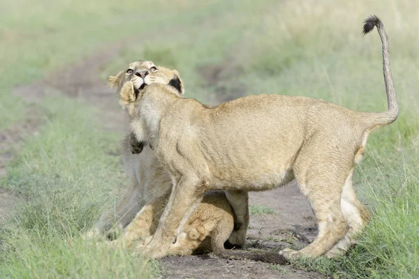 Leões Jovens Panthera Leo Tocando Juntos Reserva Nacional Masai Mara — Fotografia de Stock